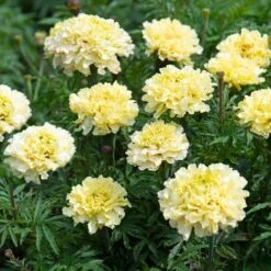 Sugar & Spice White Marigold Seeds -Parkseed Shop 54072 1