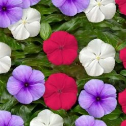 Vitesse™ Patriot Mix Vinca Seeds