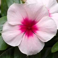 Cora® Cascade XDR Apricot Improved Vinca Seeds