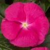 Cora® Cascade XDR Bright Rose Vinca Seeds -Parkseed Shop 54192 PK 100