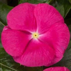 Cora® Cascade XDR Bright Rose Vinca Seeds