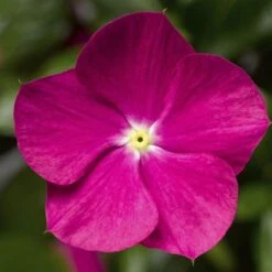Cora® Cascade XDR Violet Vinca Seeds
