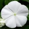 Cora® Cascade XDR White Improved Vinca Seeds 2 Cora® Cascade XDR White Improved Vinca Seeds -Parkseed Shop 54196 PK 100