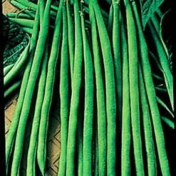 Maxibel Bush Bean Seeds -Parkseed Shop 5552