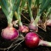 Red Candy Apple Hybrid Onion Sets -Parkseed Shop 96541 pk 60