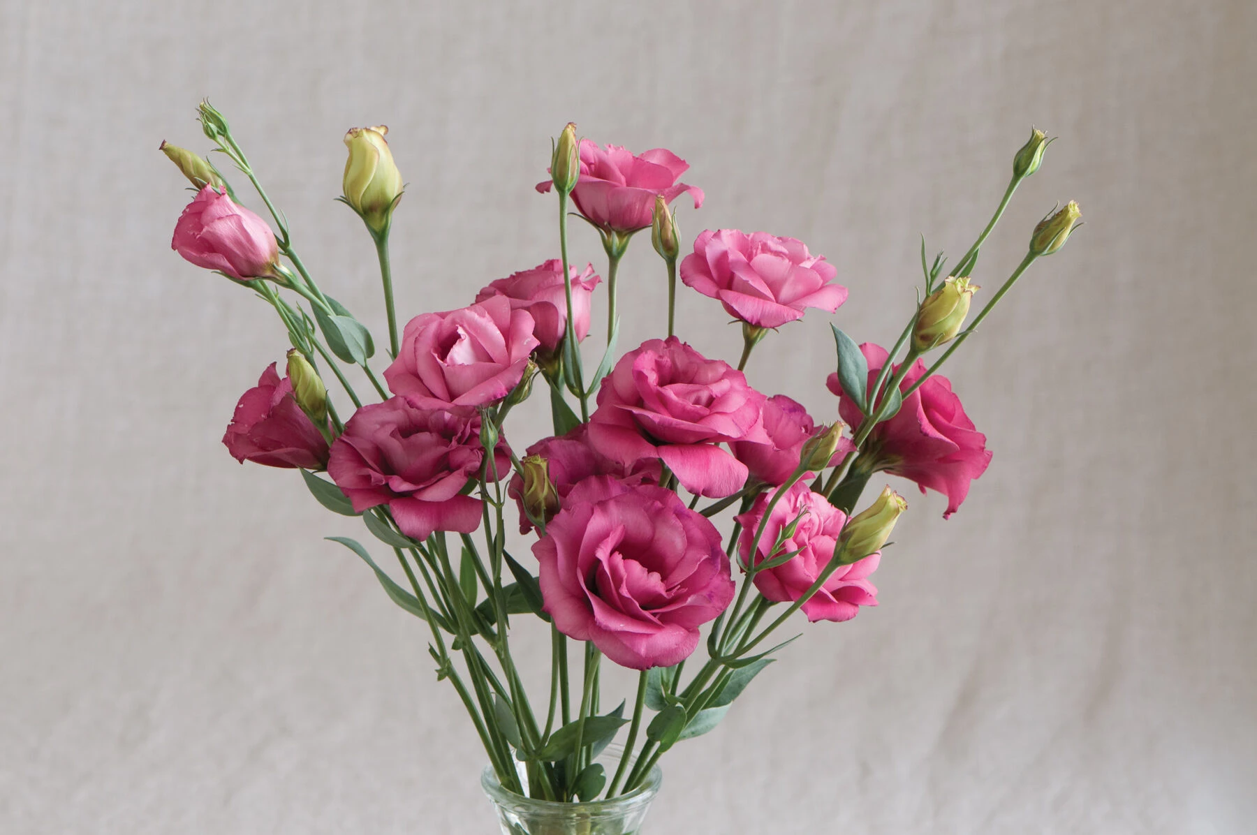 Parkseed Shop -Parkseed Shop Cessna rose lisianthus